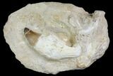 Rooted Mosasaur (Prognathodon) Tooth - Morocco #150253-2